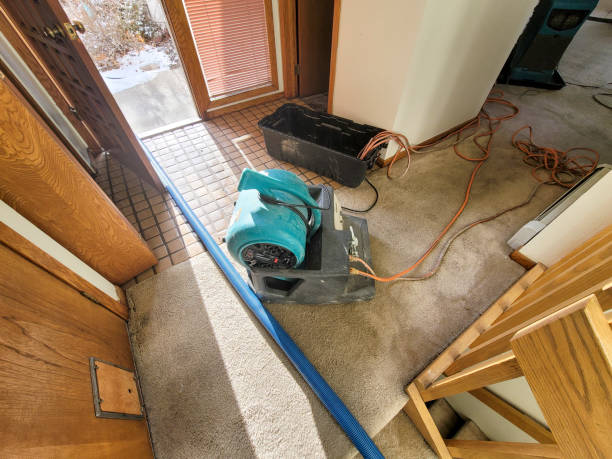 Best Basement water damage restoration  in Gainesville, FL
